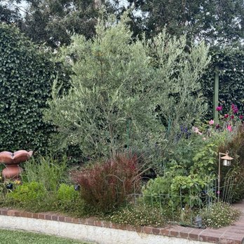 Reg’s Tree Service - Olive Tree shaped and thinned. - Tree Services Near Me - Corona, California Reg’s Tree Service - Olive Tree shaped and thinned. - Tree Services Near Me - Corona, California
