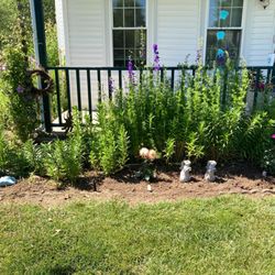 Old Thyme Loghouse Garden - Dahlia's