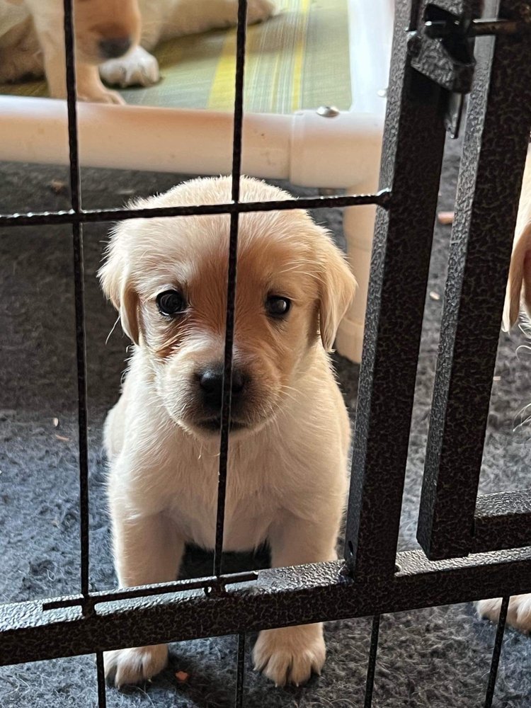 Embark Canine - pet boarding facility in Rochester, NY