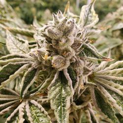 Garden Remedies Cannabis Dispensary Melrose