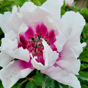 SCHREINER’S IRIS GARDENS - 252 Photos & 21 Reviews - Nurseries