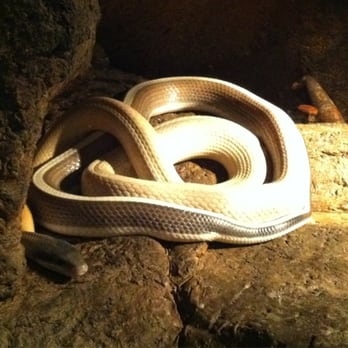 NightLife - Snake - Museums Near Me - San Francisco, California NightLife - Snake - Museums Near Me - San Francisco, California