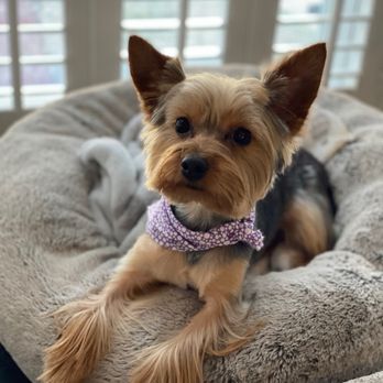 Fuzzies Pet Grooming - After - Pet Groomers Near Me - St. Louis, Missouri