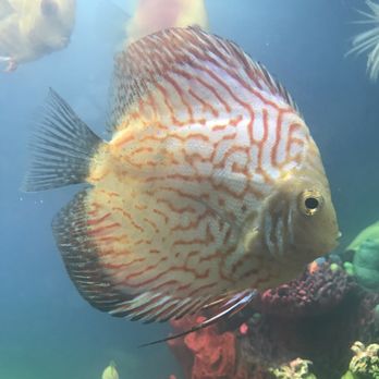 Little Amazon Fish & Pets - Pet Stores Near Me - Seattle, Washington Little Amazon Fish & Pets - Pet Stores Near Me - Seattle, Washington