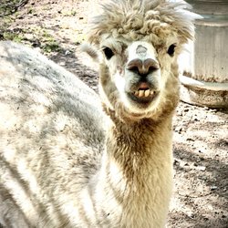 Lo Lo MaI Springs Resort - Llamas
