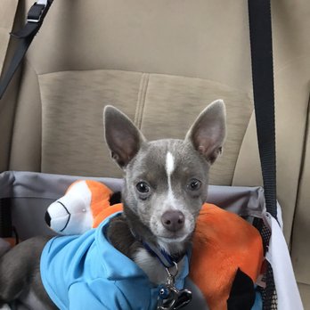 PetSmart - Frankie after his grooming,in his car seat ready to ride. - Pet Stores Near Me - Augusta, Georgia PetSmart - Frankie after his grooming,in his car seat ready to ride. - Pet Stores Near Me - Augusta, Georgia