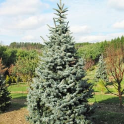 Fieldstone Nursery - Foxtail Blue Spruce