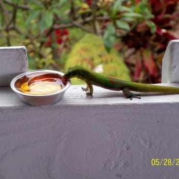 The Coffee Shack - Other guests having breakfast too. - Coffee & Tea Near Me - Captain Cook, Hawaii The Coffee Shack - Other guests having breakfast too. - Coffee & Tea Near Me - Captain Cook, Hawaii