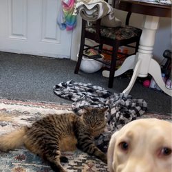 Derbyfield Kennel - Daisy says hello