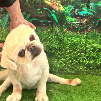 Chow Bella - Senior dogs are the best! - Pet Groomers Near Me - Saratoga Springs, New York Chow Bella - Senior dogs are the best! - Pet Groomers Near Me - Saratoga Springs, New York