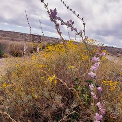 Tule Springs Loop