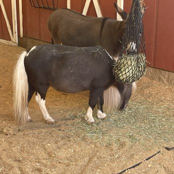 Wildlife Safari - Miniature Horse - Wildlife Safari - Winston, Ca - September 29, 2024 - Zoos Near Me - Winston, Oregon Wildlife Safari - Miniature Horse - Wildlife Safari - Winston, Ca - September 29, 2024 - Zoos Near Me - Winston, Oregon