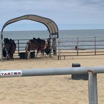 Virginia Beach Horseback - Horses feeding - Horseback Riding Near Me - Virginia Beach, Virginia