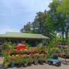 Kitty Hawk Garden Center gift card
