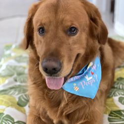 Bentley's Pet Stuff - Happy boy with his cute bandana!