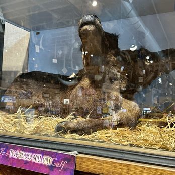 Ye Olde Curiosity Shop - Two headed bull calf - Jewelry Near Me - Seattle, Washington