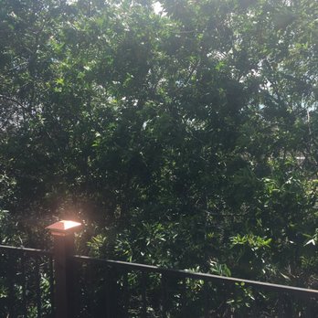 Charles Tree Service - Before photo- branches were growing into our deck. - Tree Services Near Me - Lemon Grove, California Charles Tree Service - Before photo- branches were growing into our deck. - Tree Services Near Me - Lemon Grove, California