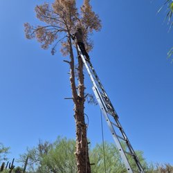 Cutter Tree Service