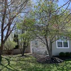 Miller Tree Service - Before - Front side tree