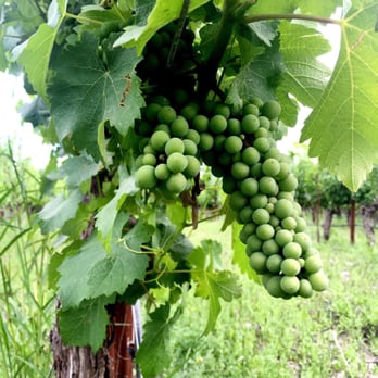 Alpha Omega - Wineries Near Me - Saint Helena, California Alpha Omega - Wineries Near Me - Saint Helena, California