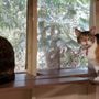 Photo of Cozy Cat Lodge Kaneohe