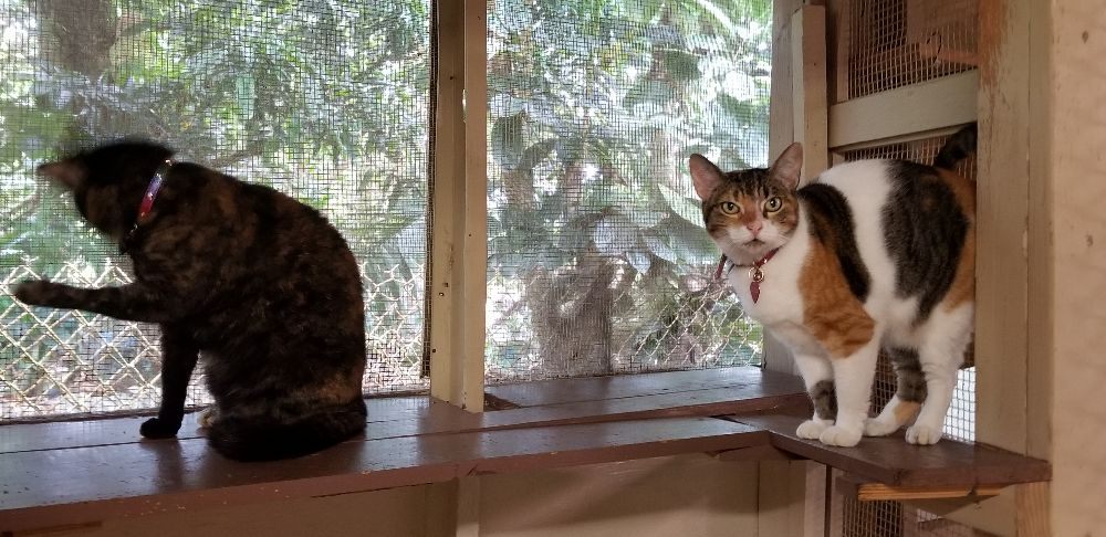 Cozy Cat Lodge Kaneohe - pet boarding facility in Kaneohe, HI