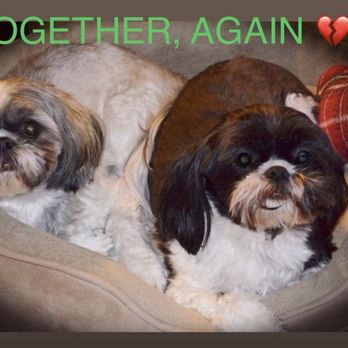 Murrysville Veterinary Associates - Bailey crossed the Rainbow Bridge June 6, 2024 and Jameson joined him on September 20, 2024. Oh, how they are missed. - Veterinarians Near Me - Monroeville, Pennsylvania Murrysville Veterinary Associates - Bailey crossed the Rainbow Bridge June 6, 2024 and Jameson joined him on September 20, 2024. Oh, how they are missed. - Veterinarians Near Me - Monroeville, Pennsylvania