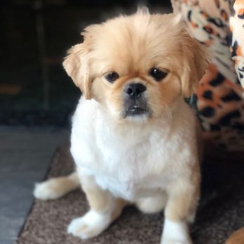 Vanity Pups - After one of his cuts. - Pet Sitting Near Me - Bayside, New York Vanity Pups - After one of his cuts. - Pet Sitting Near Me - Bayside, New York