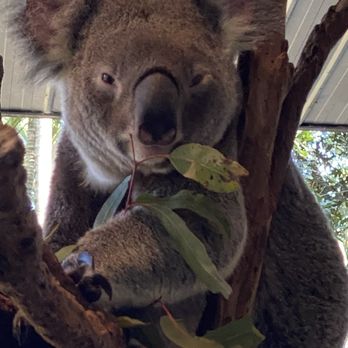 Lone Pine Koala Sanctuary - Zoos Near Me - Fig Tree Pocket, QLD