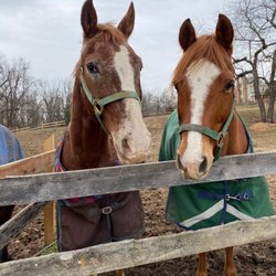 Linden Farm - Best friends Lakota and Jake enjoying some treats together