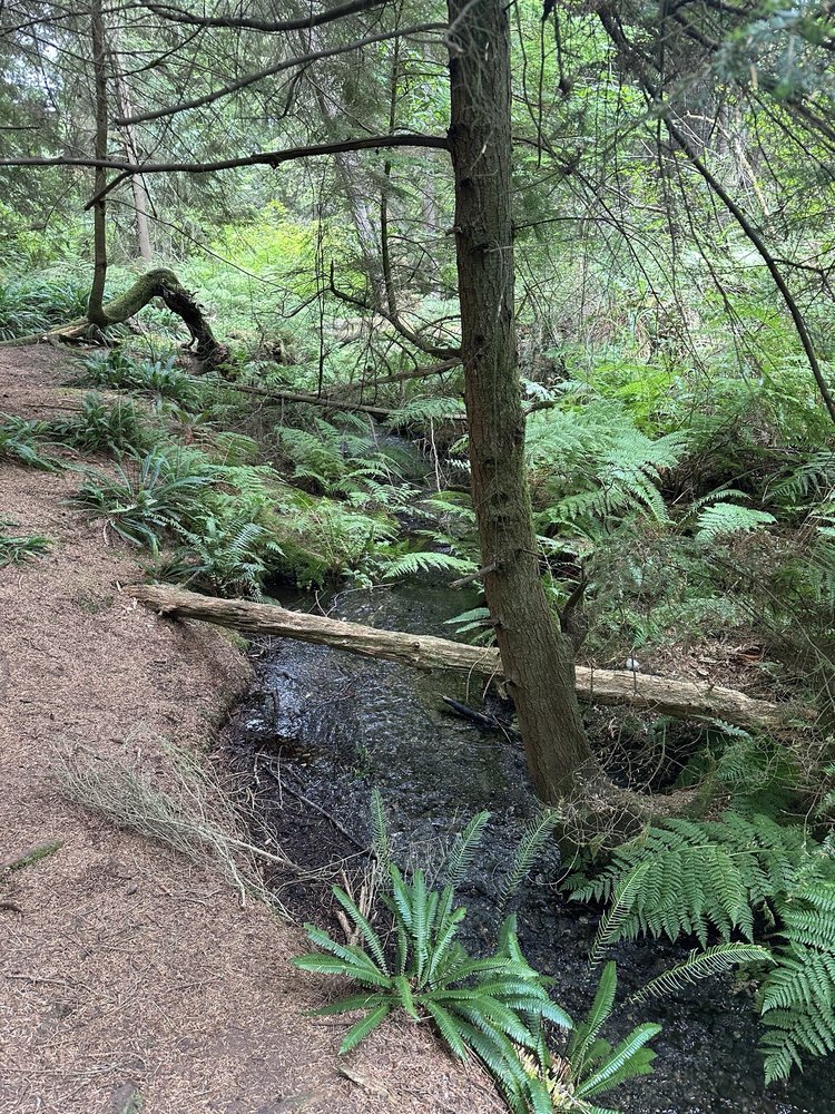 South Whidbey State Park Image