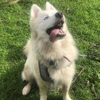 Laguna Beach Dog Park 107 Foto 113 Ulasan Taman Anjing