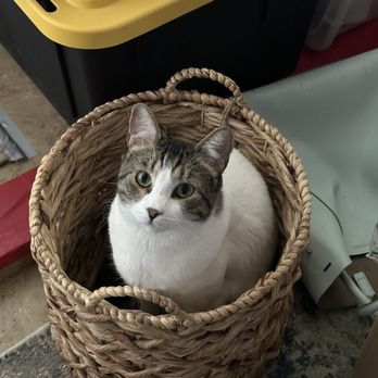 Desert Paws Rescue Cats - Animal Shelters Near Me - Mesa, Arizona