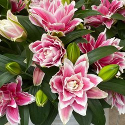Petals