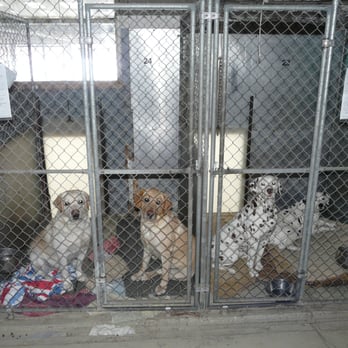 Diamond Brook Kennels - Pet Groomers Near Me - Brandon, Vermont Diamond Brook Kennels - Pet Groomers Near Me - Brandon, Vermont