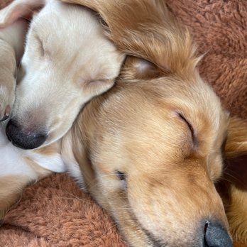 Riverside Tavern - Our puppies - Sports Bars Near Me - Fall City, Washington Riverside Tavern - Our puppies - Sports Bars Near Me - Fall City, Washington