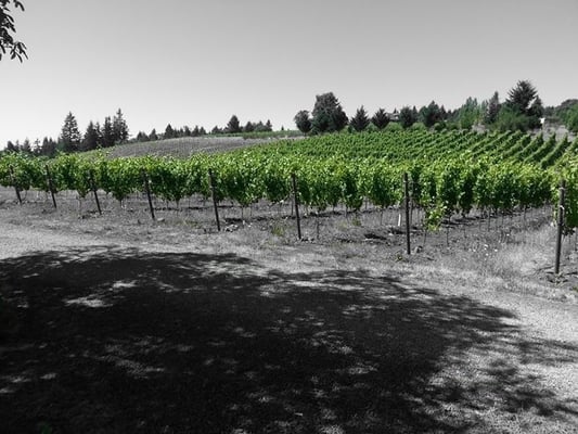 Bryn Mawr Vineyards by null