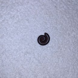 The millipede type bug found in our bathroom. The millipede type bug found in our bathroom.