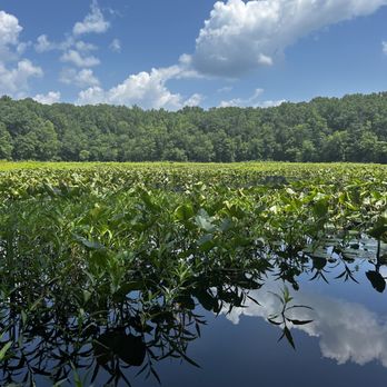 Pocahontas State Park - Beaver lake view - Parks Near Me - Chesterfield, Virginia Pocahontas State Park - Beaver lake view - Parks Near Me - Chesterfield, Virginia