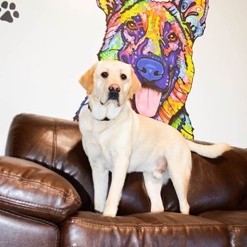 Dogworxx - Plush comfort areas throughout the park to resort to - Pet Sitting Near Me - Tacoma, Washington