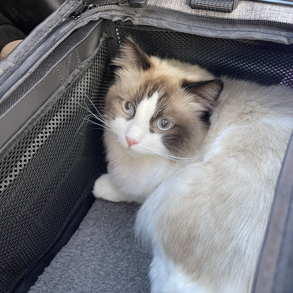 Ragdolljjsweeti - Sullivan - Pet Breeders Near Me Ragdolljjsweeti - Sullivan - Pet Breeders Near Me