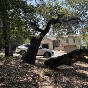 G Garcia Tree Service - Before - Tree Services Near Me - Santa Rosa, California G Garcia Tree Service - Before - Tree Services Near Me - Santa Rosa, California