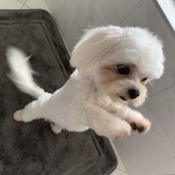 Bubbles & Clips - Dog grooming