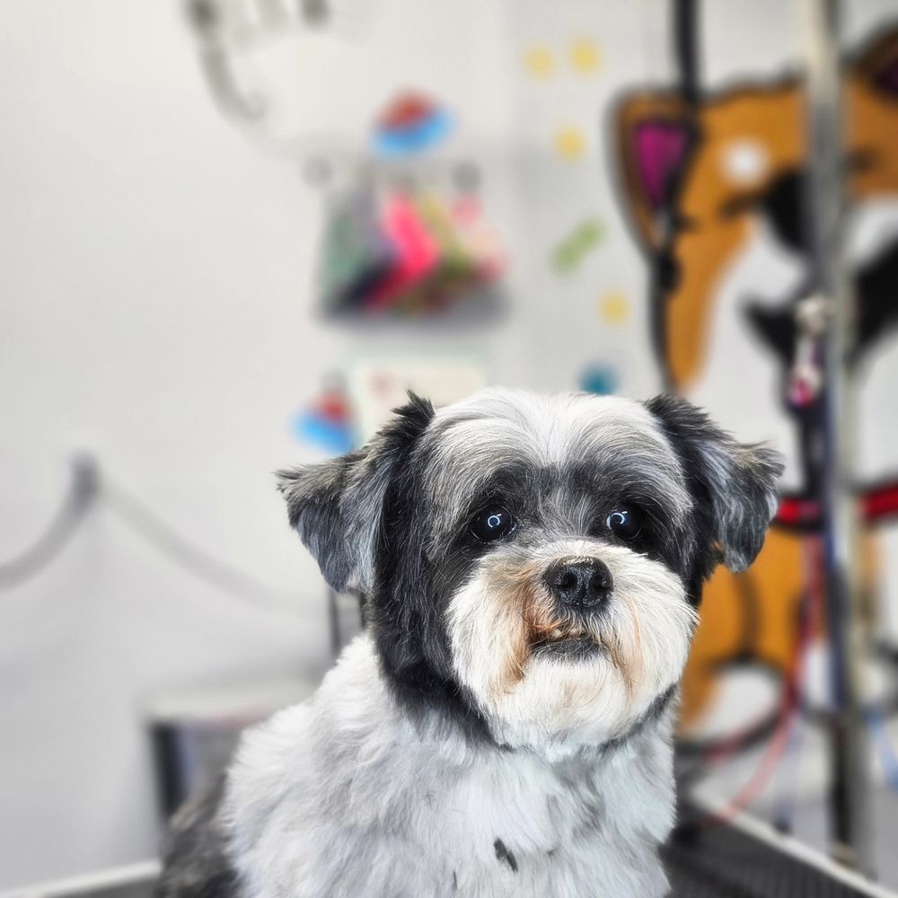 GROOMERY PET SPA Updated June 2024 Request an Appointment 52