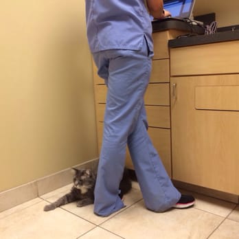 West Loop Veterinary Care - My cat instantly loved Sara! - Veterinarians Near Me - Chicago, Illinois West Loop Veterinary Care - My cat instantly loved Sara! - Veterinarians Near Me - Chicago, Illinois