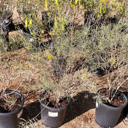 Jackrabbit Nursery
