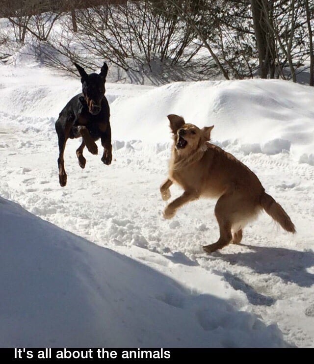 IT’S ALL ABOUT THE ANIMALS Updated April 2024 175 Photos 25 Penee