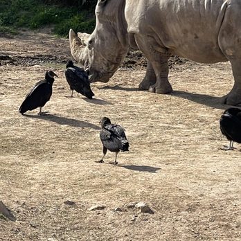 Cameron Park Zoo - Zoos Near Me - Waco, Texas Cameron Park Zoo - Zoos Near Me - Waco, Texas