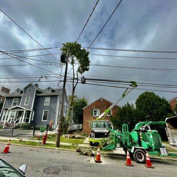 Supreme Tree Solutions - Tree removal - Tree Services Near Me - Elizabeth, New Jersey