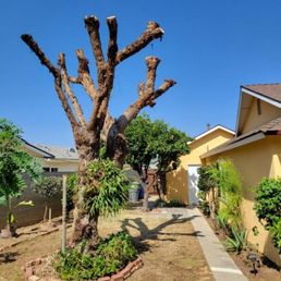 Pepper tree (after) Pepper tree (after)